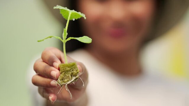 Woman farmer holding a young seedling in hydroponic farm, plant roots