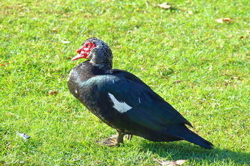 Moschata duck in the rocks
