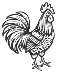 black contour silhouette of a rooster without background