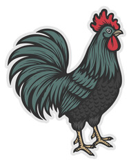 vector colored sticker rooster without background