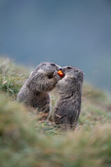 Marmota  at  the Grossglockner