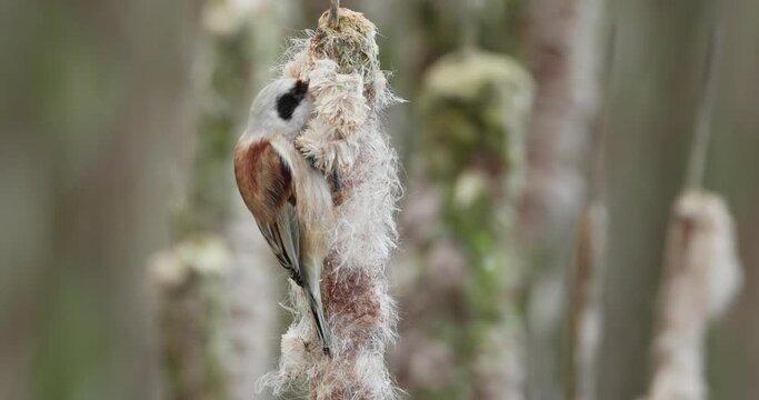  eurasian penduline tit eating larva in reedmace