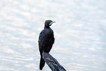 Little Cormorant resting at the water, Microcarbo niger