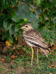 Indian stone-curlew or thick-knee, Burhinus indicus in Sri Lanka