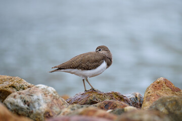 Common sandpiper, a small wader resting on the rock, Actitis hypoleucos