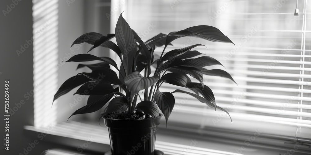 Poster A monochrome image of a potted plant. Perfect for adding a touch of elegance to any space