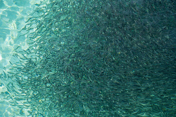 Dark shoal of fish under the pale blue sea surface.