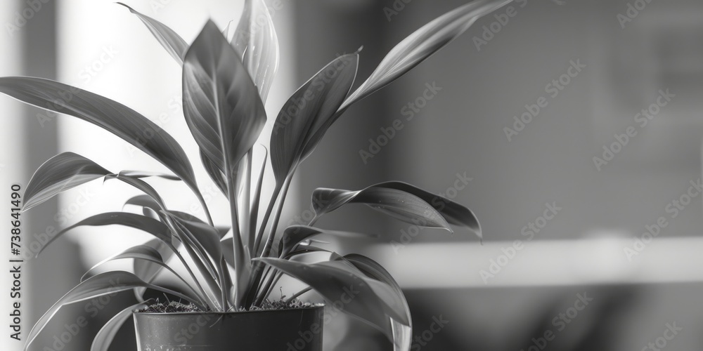 Poster a simple black and white photo of a potted plant. suitable for various design projects