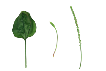 close up of parts of the herbal plant spoon leaf or Plantago major or broadleaf plantain consisting of leaves, flower stems and roots isolated on a transparent background