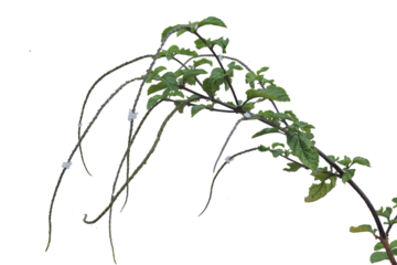 close up of Stachytarpheta jamaicensis or blue porterweed, blue snake weed, bastard vervain, Brazilian tea, Jamaica vervain, light-blue snakeweed, isolated on transparent background