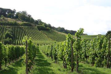 Fototapeta na wymiar Vignes au Luxembourg, Village de Rémich