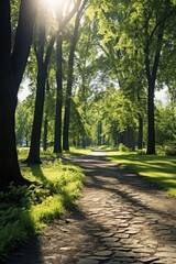 A scenic path surrounded by lush green trees and grass. Perfect for nature and outdoor-themed projects