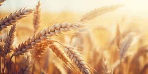 Close up of a bunch of wheat in a field. Ideal for agricultural and nature concepts - obrazy, fototapety, plakaty