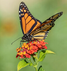 Closeup shot of a monarch butterfly on lantana blossoms
