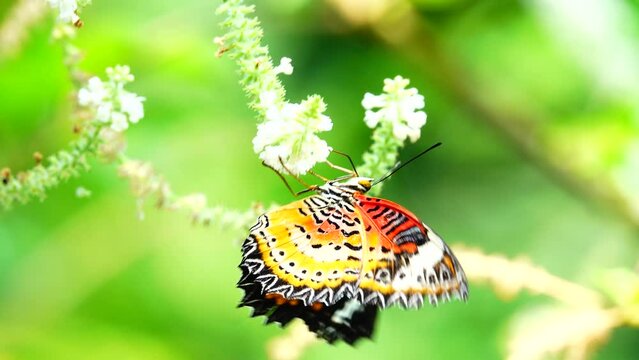 4K Thai butterfly in garden garden summer flower and butterfly flower butterfly flower butterfly