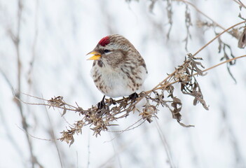 robin in snow