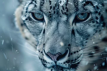 Poster Close up of a snow leopard's face, perfect for wildlife projects © Fotograf