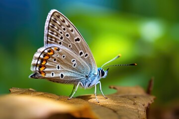 Obraz premium A beautiful blue butterfly perched on a leaf. Perfect for nature and wildlife concepts