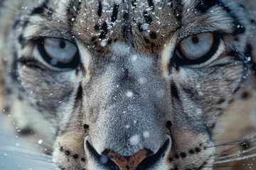 Poster de jardin Léopard Close-up view of a snow leopard's face, suitable for wildlife themes