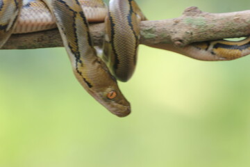 snake, python, a python wrapped around a log