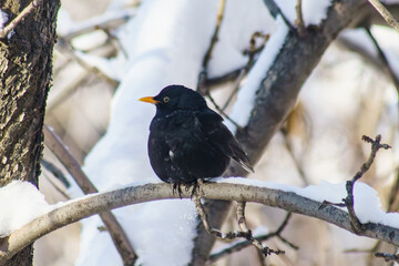 Blackbird sitting on a tree in winter