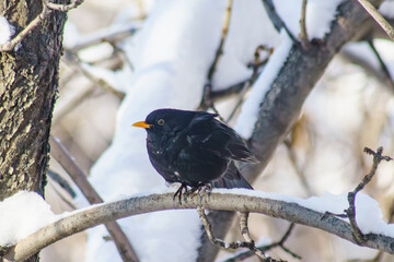 Blackbird sitting on a tree in winter