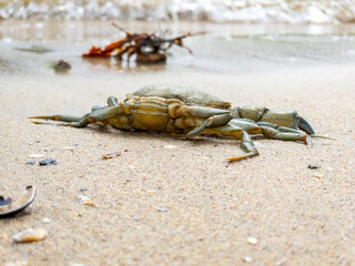 Common shore crab on the sandy beach of Northern Ireland