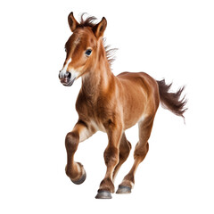 Foal little horse baby running on white or transparent background