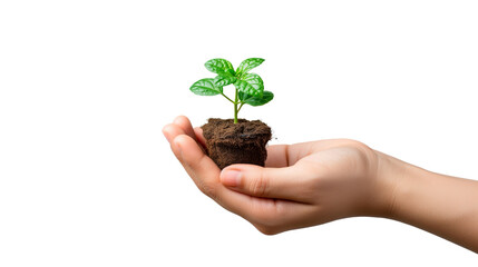 Fototapeta na wymiar hand holding seeding plant isolated on white background with clipping path