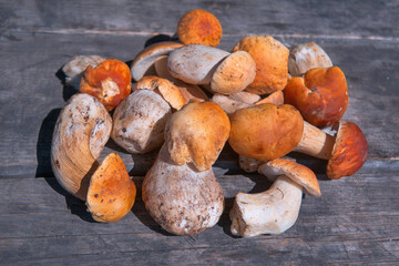 A large pile of fresh forest edible mushrooms lies on an old wooden table. Boletus edulis.