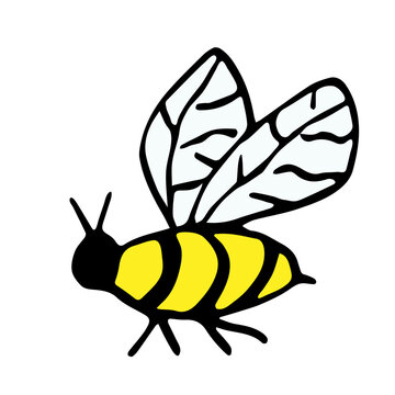 Hand drawn simple vector illustration. Cartoon bee isolated on white background. Element of wildlife.