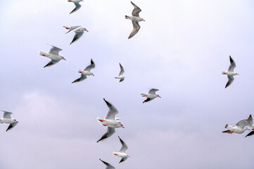 Big flocks of wild Seagulls flying in the sky over sea