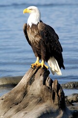 american bald eagle