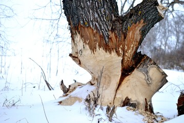 Trees gnawed by beavers, nature.