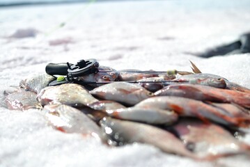 Winter fishing for bream from the ice.
