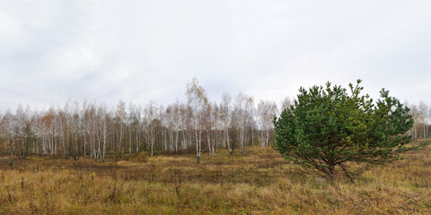 Obraz premium Walking through the forest, beautiful panorama.