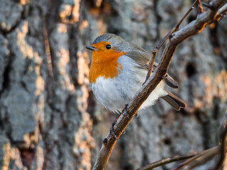 Cute robin perching on a tree branch close up