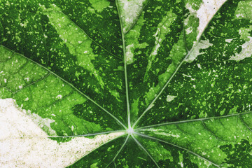 macro texture of a white green leaf of a nasturtium flower close-up