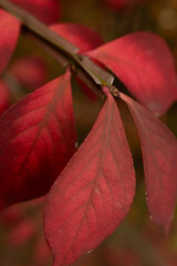 red autumn leaves