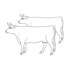 Cow icon