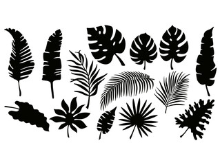Set of black silhouettes of tropical leaves of palm trees, trees. Hand drawn vector illustration isolated on white. Tropical exotic leaves collection of palm, monstera, coconut, banana tree.