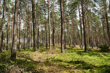 a hill covered with ferns and trees in a dense mixed forest on a sunny day in summer