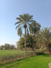 Fototapeta premium Phoenix dactylifera tree.Phoenix dactylifera plant.commonly known as the date palm tree without fruit