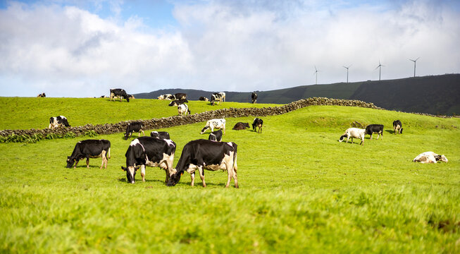 vacas nas pastagem numa ilha dos a&ccedil;ores
