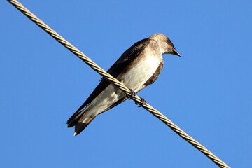 Brown-chested Martin (Progne tapera), isolated, perched on a high voltage wire over the blue sky
