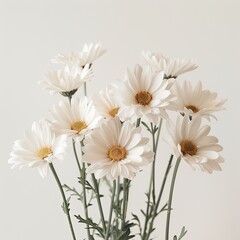 Obraz premium An ethereal composition featuring a cluster of pristine white daisies, their petals radiating pure beauty against a clean white background