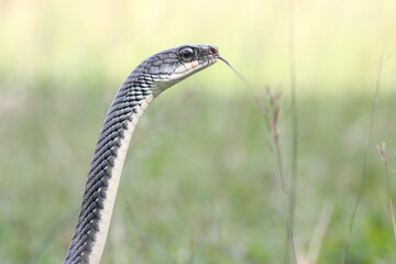 Fototapeta premium snake, ptyas fusca, a ptyas fusca snake in a meadow 