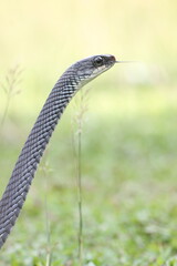 snake, ptyas fusca, a ptyas fusca snake in a meadow 