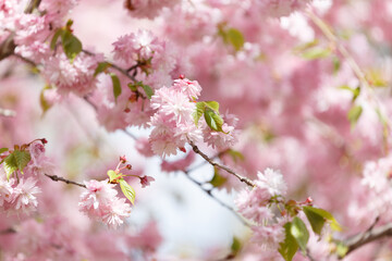 Branches of blooming sakura are strewn with double pink flowers, spring floral background.