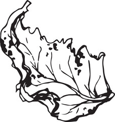 Sketch drawing of a birch leaf in black and white outline. Vintage combination of birch leaf.